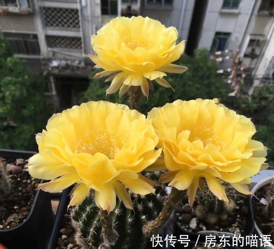 仙人球|5种“漂亮花”，喜欢毒日头，晒晒太阳，直接爆花快