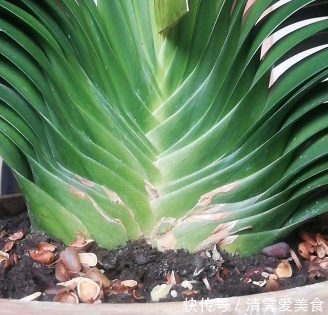 用法|君子兰难养？花1分钟学会这3样东西的用法，爆盆不愁