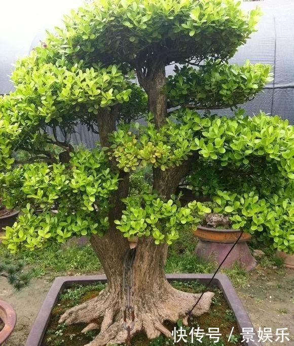 10年前一盆上万,10年后一盆十块,烂大街的黄杨,被玩坏的盆景