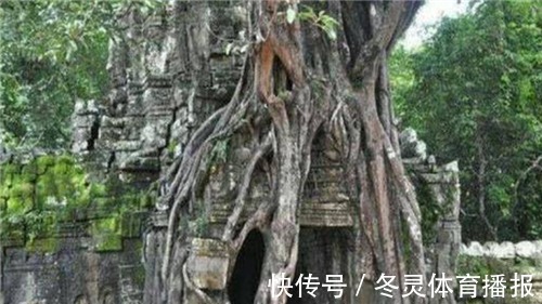 坟墓&盗墓贼看见古墓旁有柳树为啥扭头就走?原来这里有个不成文的规定