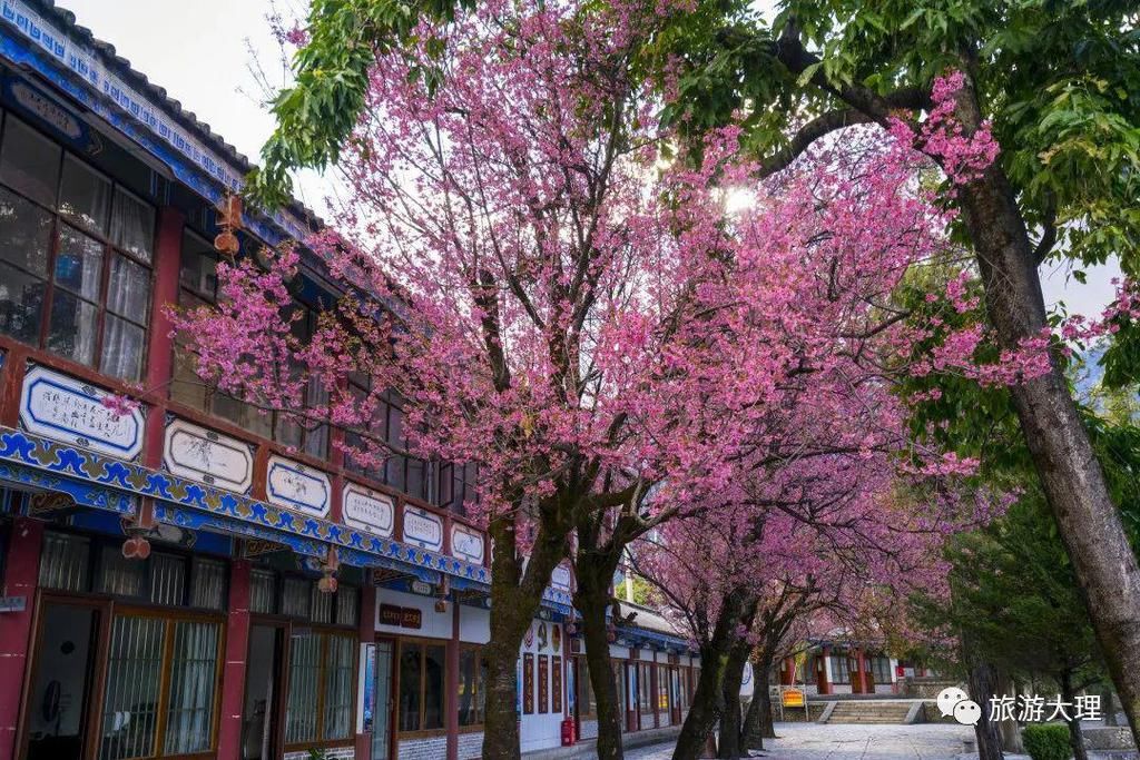 樱花|这个地方的冬樱花开了，错过又要等一年！