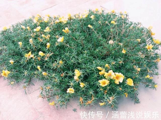 花盆|真正的花坚强，墙缝、地缝都能长，开花特别旺！