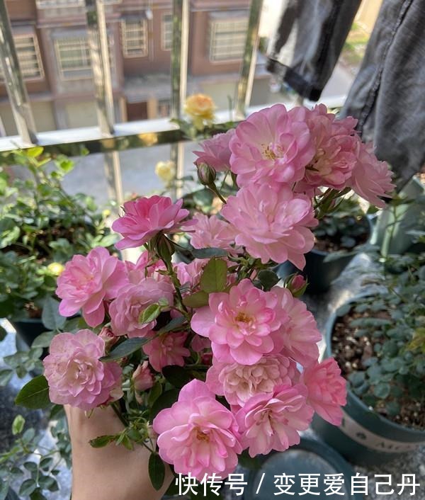 世界名花“天荷繁星”，花美似荷花，阳台养一株，四季有花看！