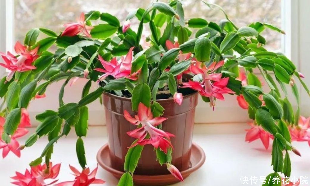 阳台上|夏天6种花太怕热，要“少水少肥少光照”，才能长得旺