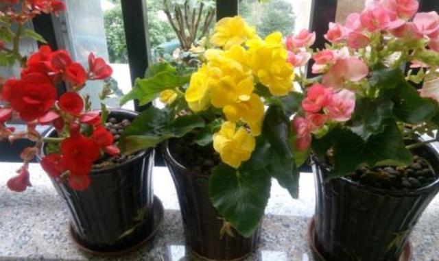 你家丽格海棠不能全年开花关键在于这4点,学会了四季花开不断