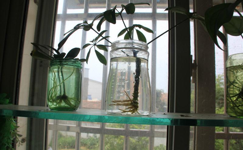 家养鸭脚木,学会一招,越养越多越养越旺,净化空气又美观