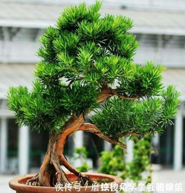 罗汉松盆景养家中，摆放禁忌要知道，放对位置好处多，放错了难活