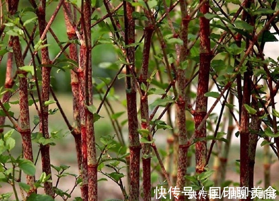 房前屋后看见这草，赶紧连根除掉，要不然有大麻烦！