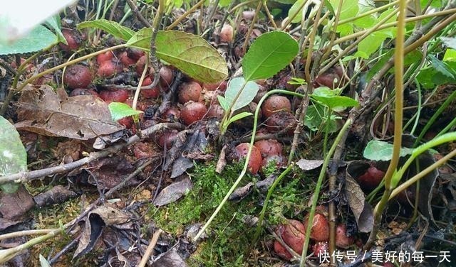 农村|果实长在泥土里,却香甜如蜜,如今农村少见,城里一斤卖70元