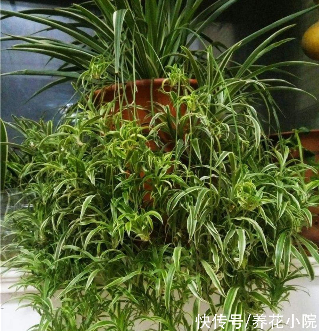 养6种花,试试吊起来养,节省空间,观赏效果更好