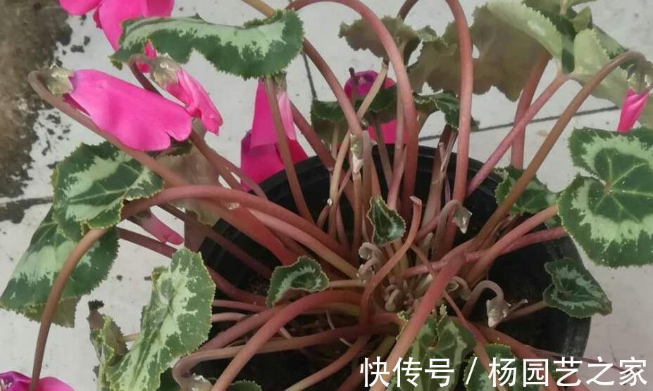 缓解|仙客来晒太阳容易倒伏,莫急,给它戴个帽子能缓解