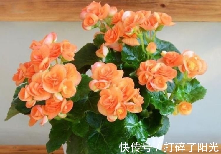 养分|4种花很好养,耐热耐晒更耐旱,养一盆一年四季都在开!