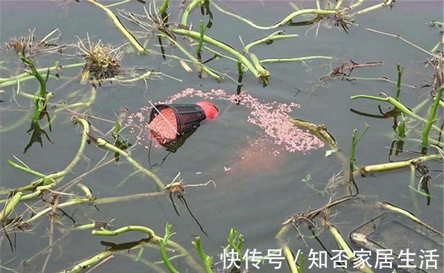 水草|野钓鲫鱼：夏季可以钓边草，秋季最好钓草洞，不是有草就有鱼