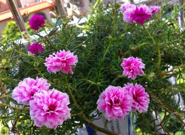 不知道家里养啥花不妨看下此3种,既美丽,还能使花友心情舒畅