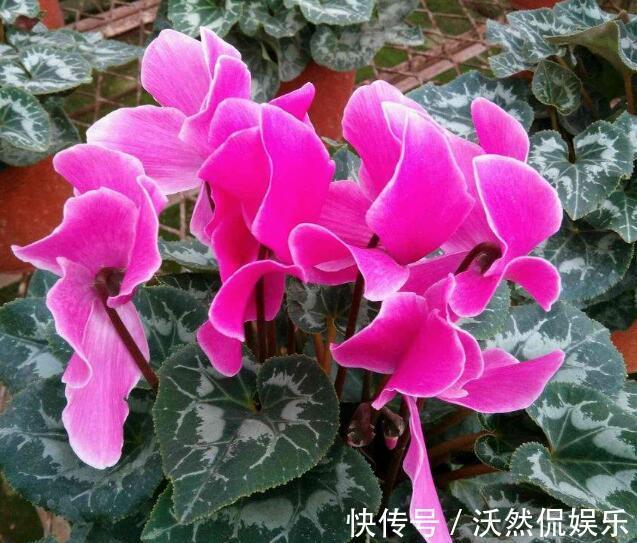 解决办法|仙客来只长叶子不开花教你“4法”,给它“剪个发”,盆盆爆满