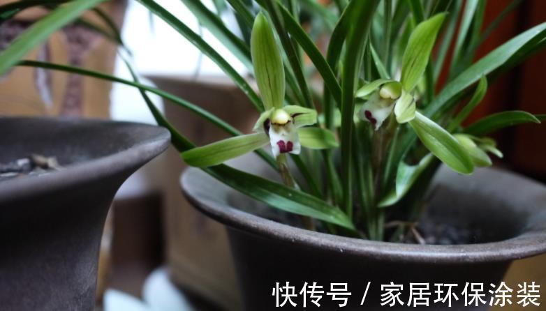 土壤|养花先养根，养兰先学会配土，微酸，一年苗有底肥就不用施肥