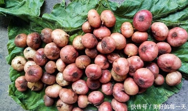 果实长在泥土里,却香甜如蜜,如今农村少见,城里一斤卖70元