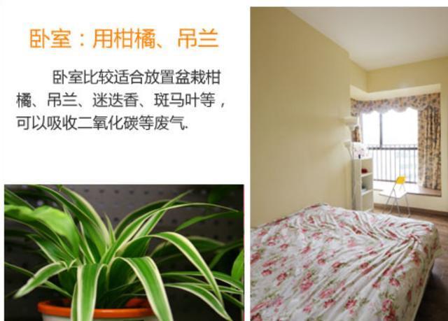 玄关|如何让家里更加的清新4个地方摆放绿植,给你带来不一样的感觉