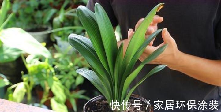 秋天给花换盆后,3件事不要做,不然难服盆,叶片还发黄