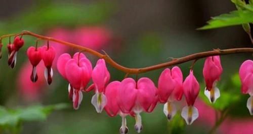 适合养的花，好活易爆盆，花开媲美玫瑰，花朵姿态万千，美