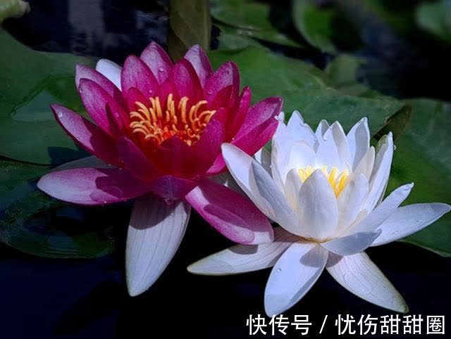 处女座|9月，运势红火，鸿运当头，吉星照耀，3星座天降祥瑞，旺上加旺