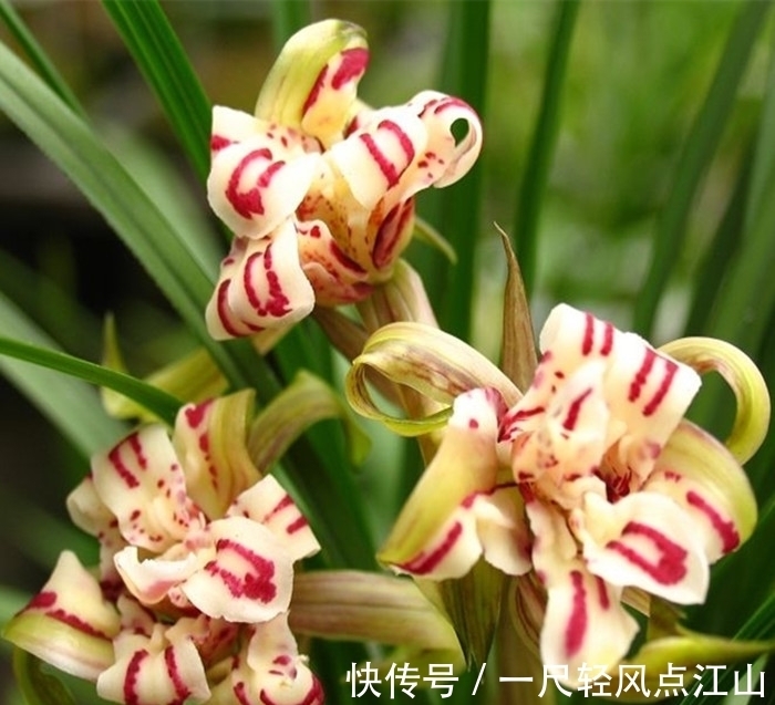 它是春兰最美“牡丹”,朵型硕大,气势磅礴,曾卖到30万一苗