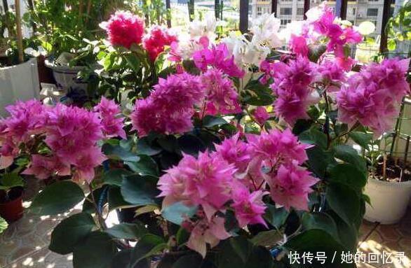 枝子|养三角梅，一个小技巧，长的枝繁叶茂，开花多一倍