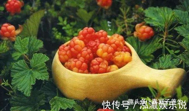 身体免疫力|养胃健脾,推荐常吃4种食物,合理搭配营养均衡,增强身体免疫力