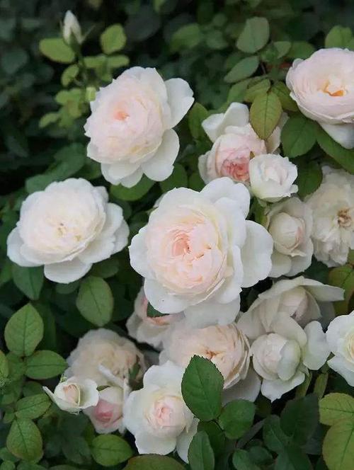 阳台上|阳台盆栽新宠“波莱罗”,多头群开仙气十足,养一盆香飘满屋