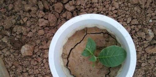 长期盆栽养花种草，土壤易板结该怎么预防？从浇水施肥下手