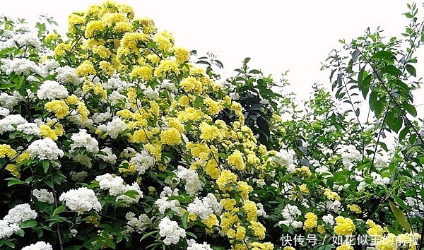 藤曼|此花芳香沁人心脾,俘获世界上的各种情感,为初恋之花