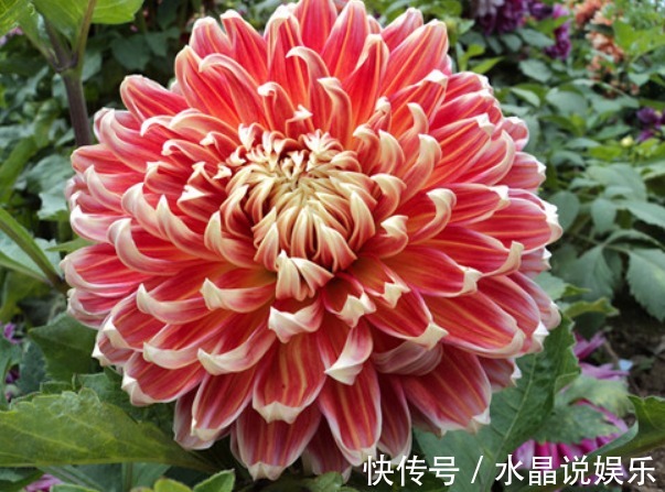 大丽花|大丽花不难养，记住2个“要点”，轻松爆盆，花大色艳“胜牡丹”