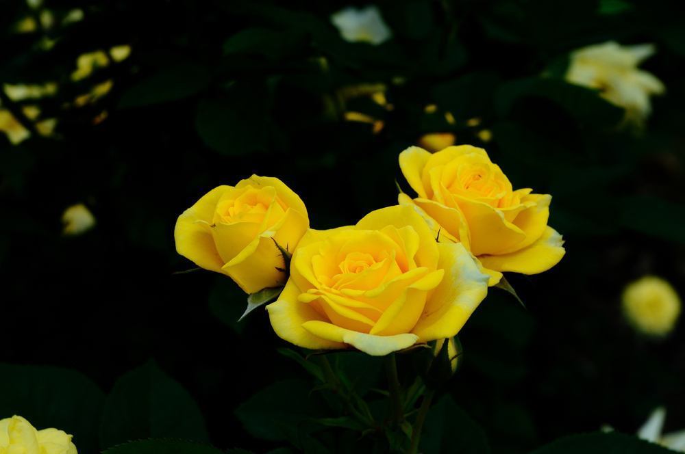 四季常开的花朵,只要一片叶子就可以一盆变10盆,十分好养