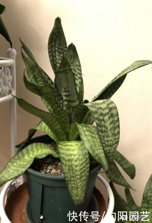 室内|虎皮兰冬季容易烂,少浇水,旱着养,叶子更绿,根系不腐烂