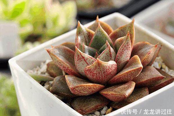 大和锦是最多人喜欢的盆栽多肉植物之一 快资讯 大和锦是最多人喜欢的盆栽多肉植物之一 快资讯