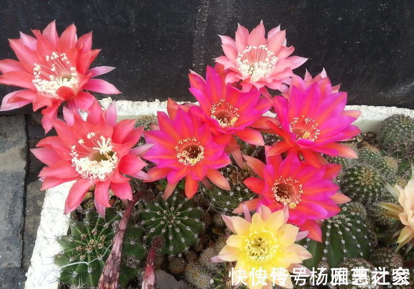 懒人|懒人也能养好的3种盆栽,不怕冷不怕热,长得壮实又有花