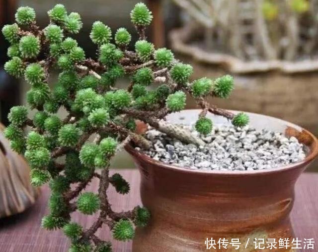常见的4种多肉植物,也能养成漂亮的盆景,观赏效果更佳!