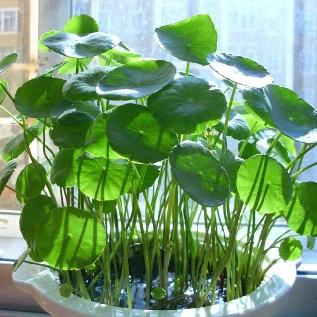 铜钱草长得“快与慢”,施肥不重要,关键在“摆放”!