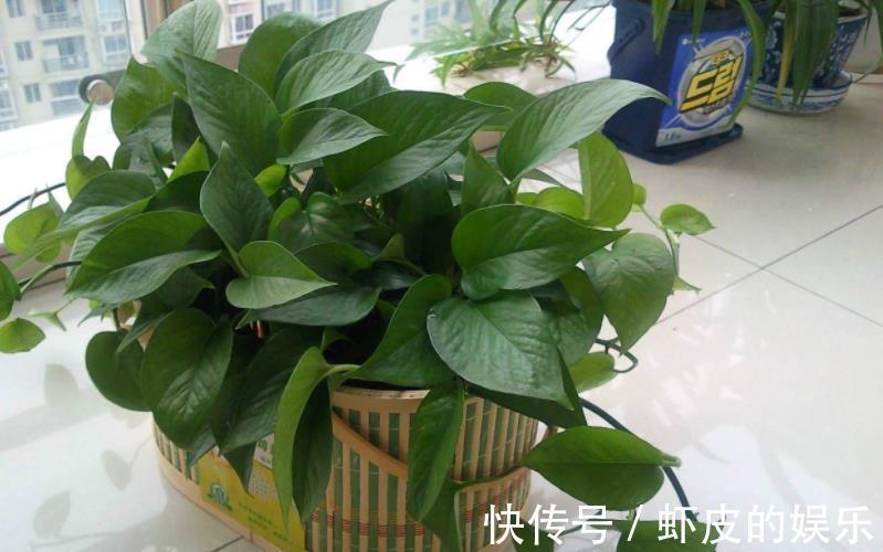 3种过期小药片,用来养花疯长不停,不黄叶不烂根,延长花期