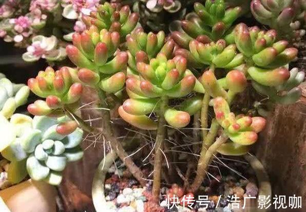 多肉|多肉全是“胡须”，这是“求救”信号，多肉爱好者要引起重视！