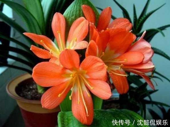 黄豆渣|君子兰不开花学会1招，叶片绿油油，花朵开爆盆，年年开花不断