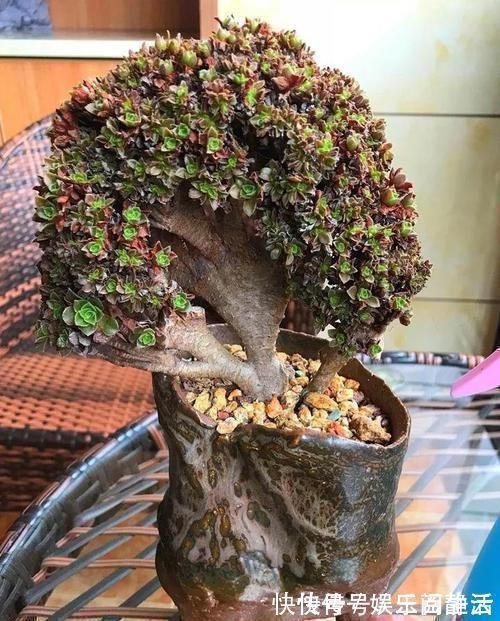 一日三餐|养肉的最高境界,多肉都缀化了,长成了小树桩,像极了孔雀开屏