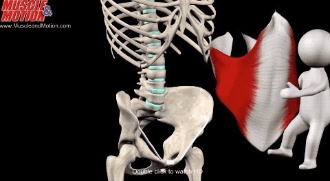 肌肉|10个支撑类动作,全面刺激核心肌群,还能紧致腰围练出马甲线