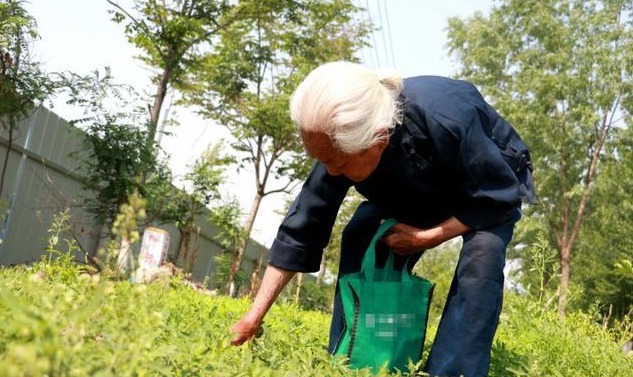 谷谷丁|7种农村常见的野菜，个个都是治病的“良药”，你吃过几个