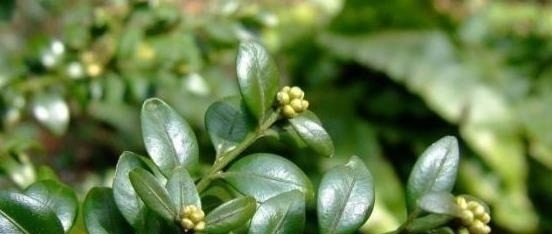 山上这种老“树桩”,遇见请捡回家,养上三、五年,价值翻几翻