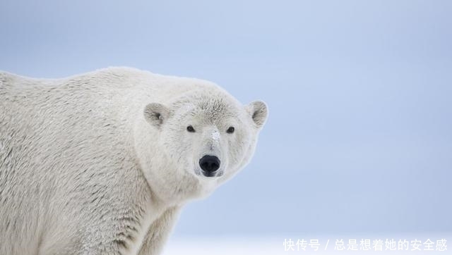 家长|孩子为什么总喜欢和家长对着干？“白熊效应”了解一下