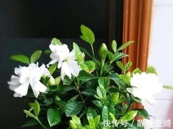 黄叶烂根|这四种过期药片可别扔了,兑水一浇,黄叶烂根都能治,花越长越旺!