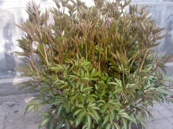 妹妹赶集买了盆玫瑰盆栽,回家竟是芍药,了解功效后,瞪大双眼!