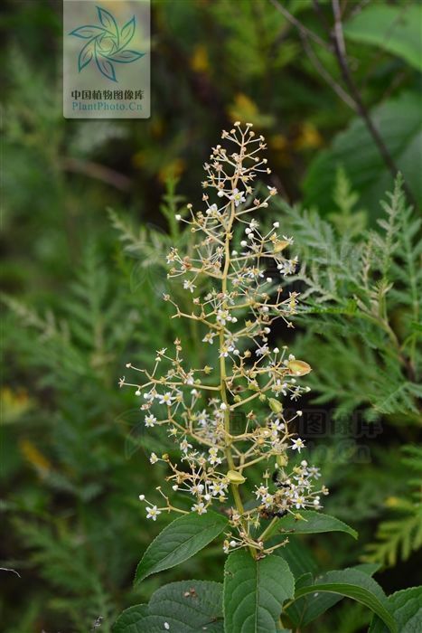 银屑病|山砒霜,见过吗?治类风湿性关节炎、红斑狼疮、银屑病