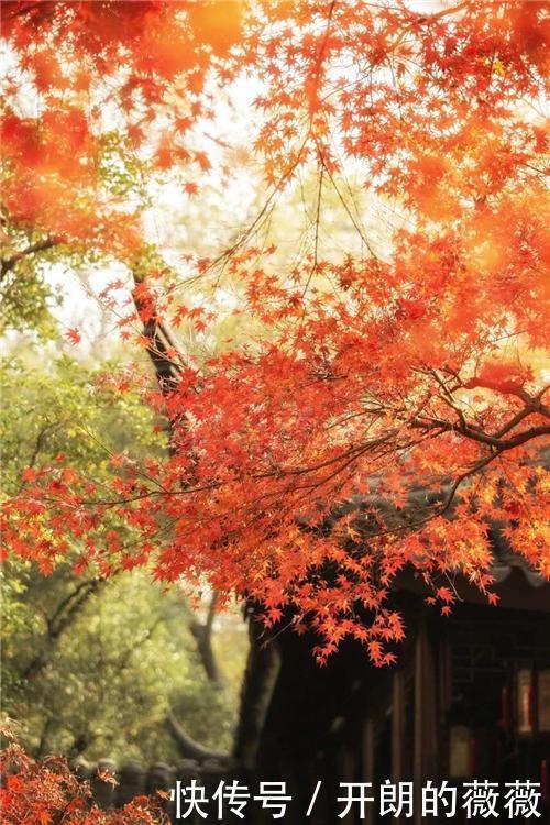 小学生读《枫桥夜泊》,提了个问题难住老师,千古名诗真写错了